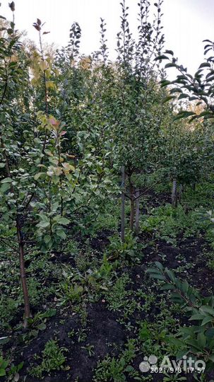 5-6 летние плодовые деревья