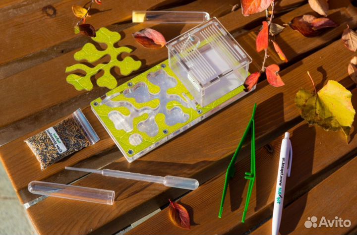 Муравьиная ферма