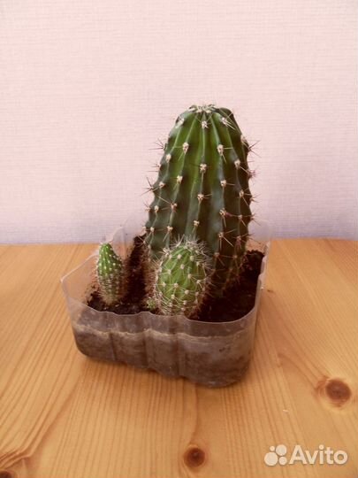 Спатифиллум Кактус Мята Бегония Хлорофитум