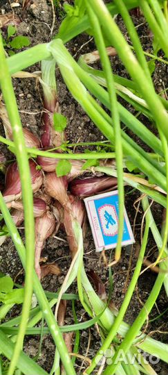 Лук семейный