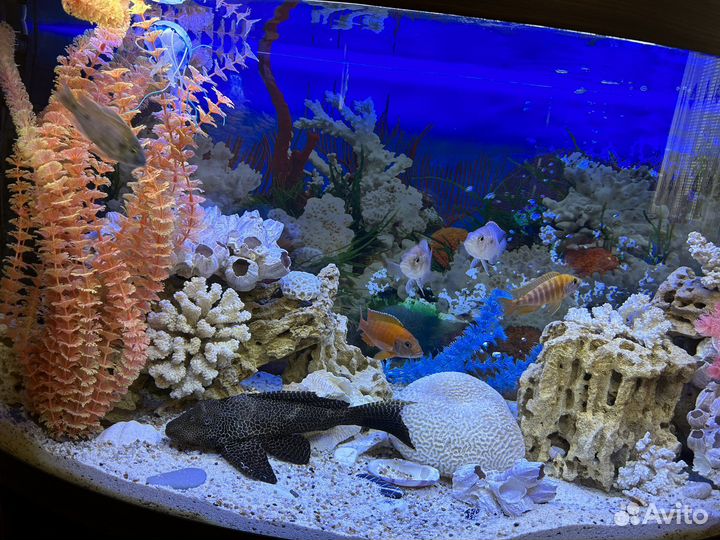 Аквариум
