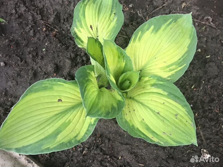 Хоста. Папоротник. Ирисы. многолетники