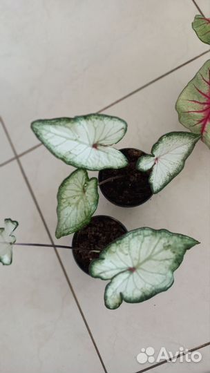 Каладиум Вайт Вондер