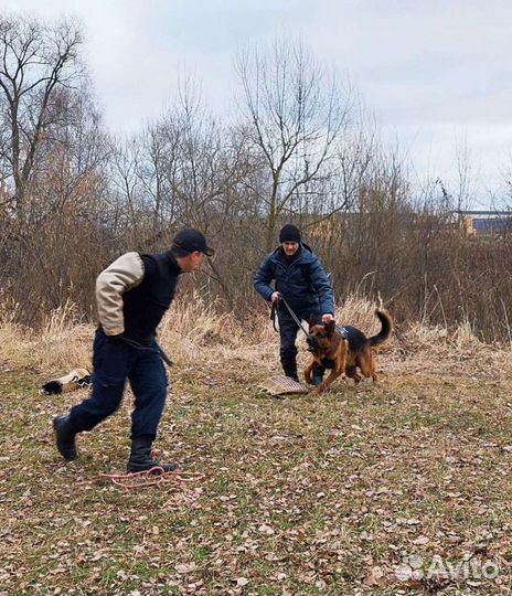 Дрессировка собак/кинолог/фигурант
