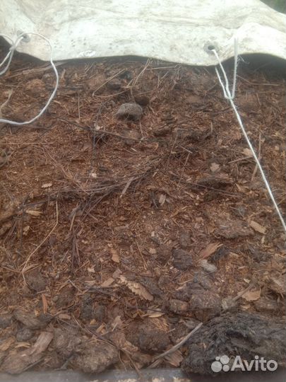 Конский навоз