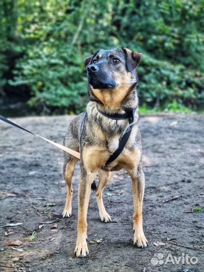 Классный пёс Лукас ищет дом