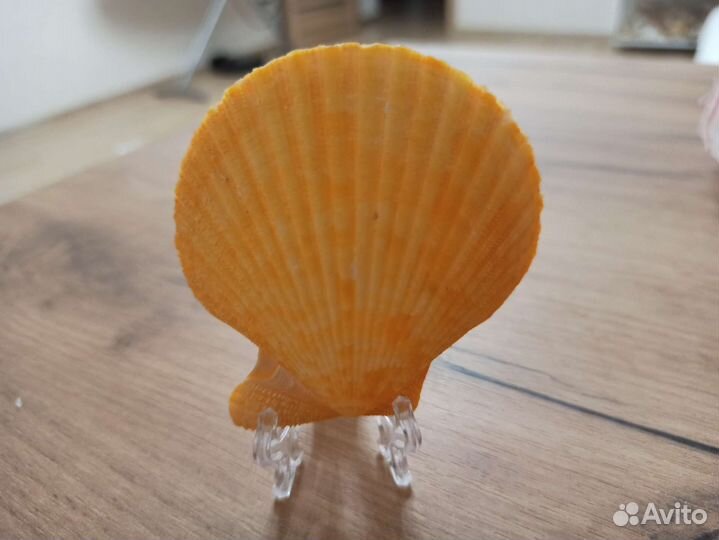 Морская раковина