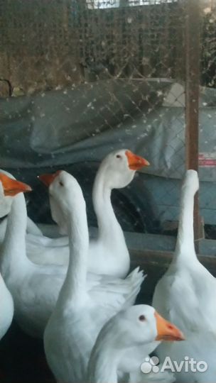 Холмогорские гуси