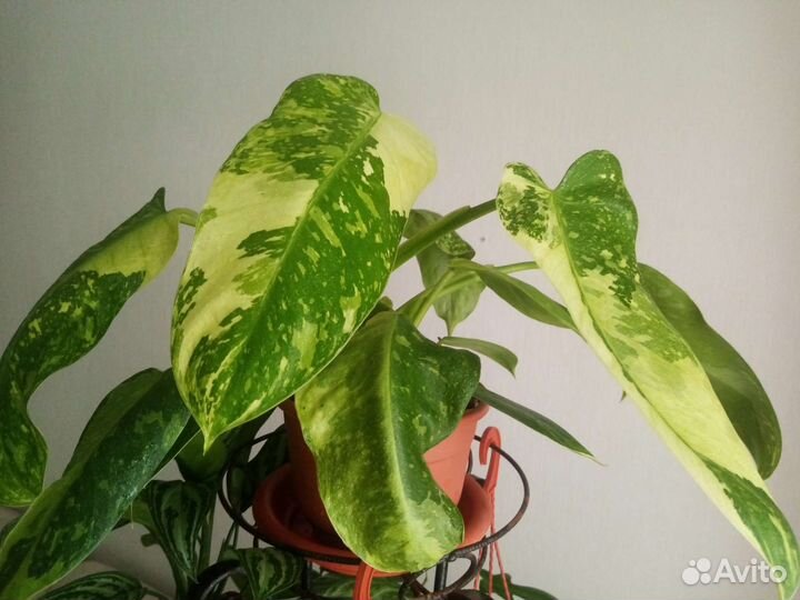 Филодендрон Strawberry shake и др., аглаонемы