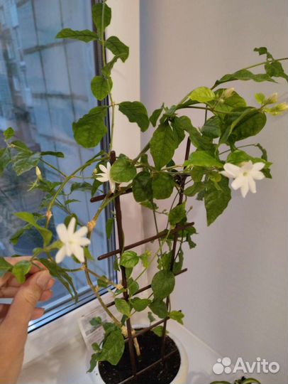 Комнатный жасмин Самбак