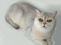 Кошка серебрянная шиншилла