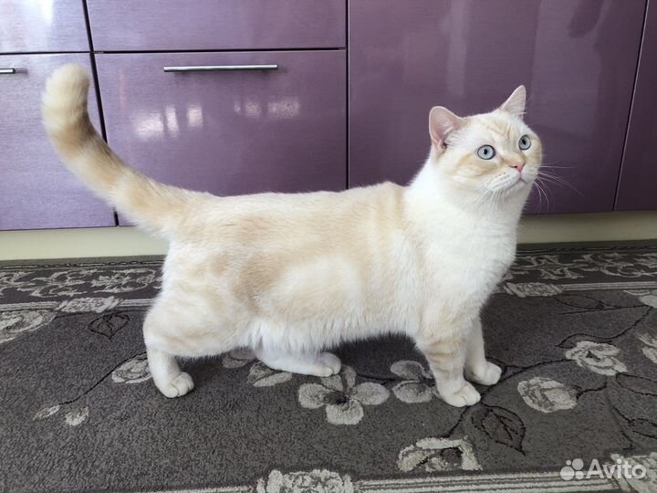 Шотландский кот на вязку
