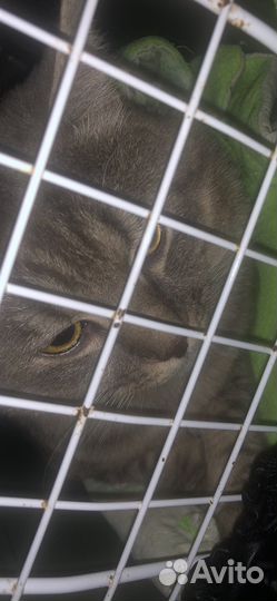 Найден кот Том серенький дымчатый