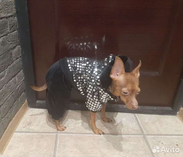 Комбинезон для маленькой собаки