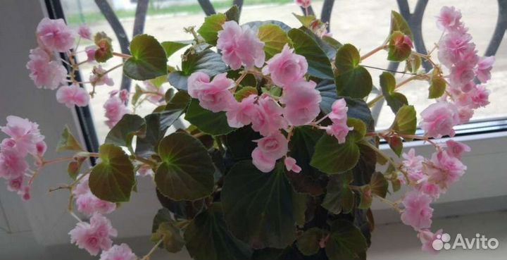 Бегония вечноцветущая