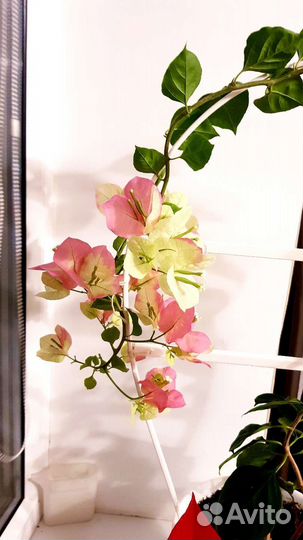 Бугинвилия