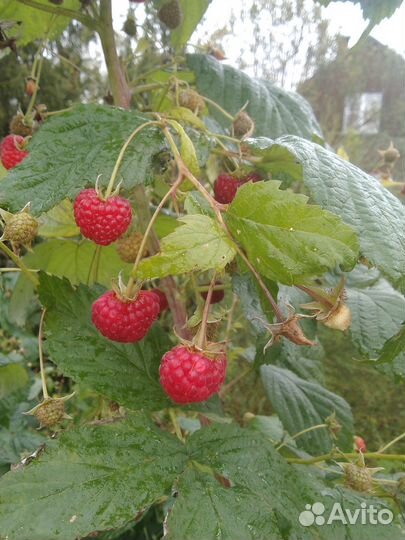 Ремонтантная малина