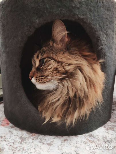 Передержка домашних животных