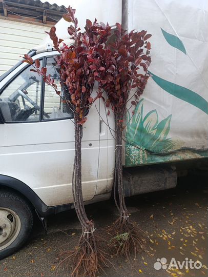 Яблоня недзвецкого