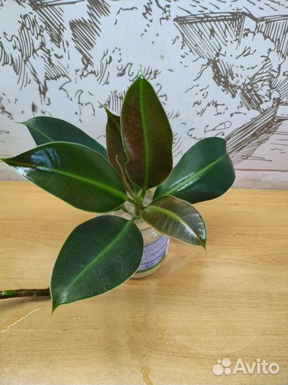 Фикус эластика