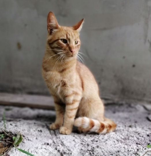 Отдам кота-мышелова