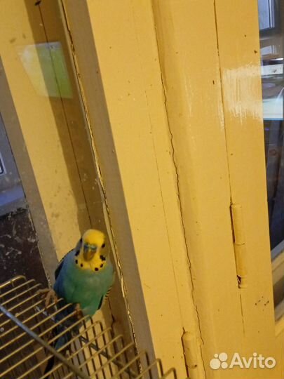 Волнистый попугай с клеткой