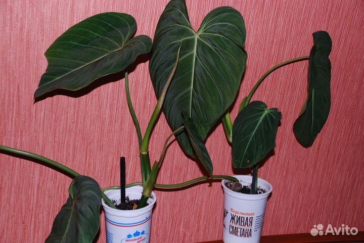 Филодендрон Адрианум&Верокоссум