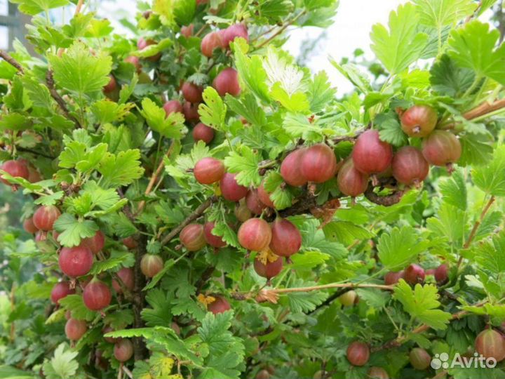 Саженцы крыжовника Колобок