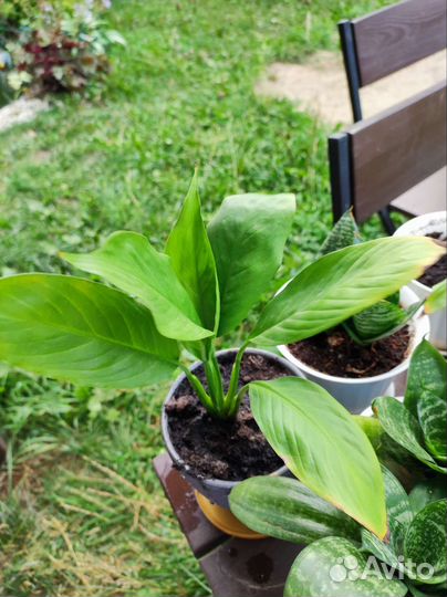 Спатифиллум