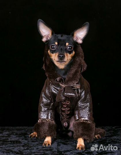 Той-терьер одежда