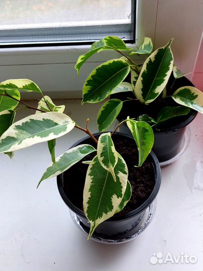 Фикус бенджамина пестролистный