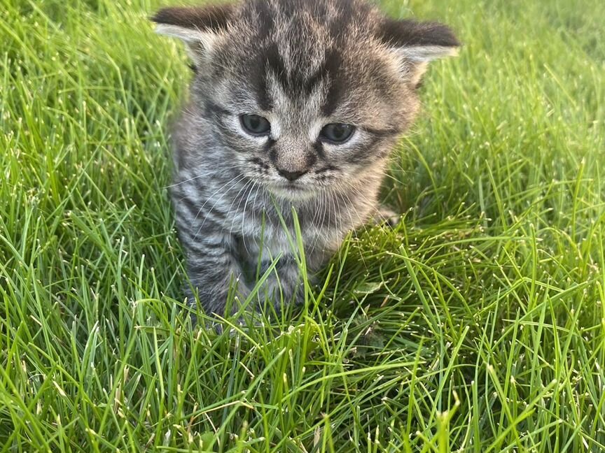 Котенок