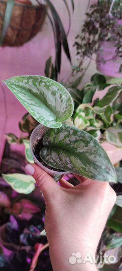 Эпипремнумы сортовые I