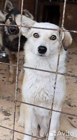 Одинокая Белочка ищет семью