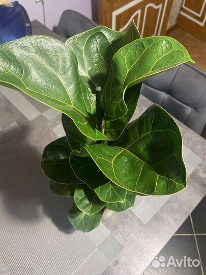 Фикус лирата бамбино