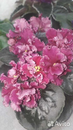 Коматные цветы