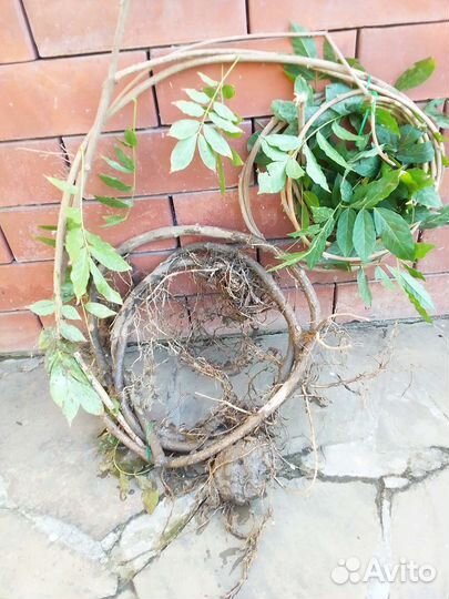 Цветущие лианы,глициния и кампсис