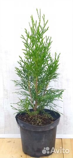 Туя западная Смарагд