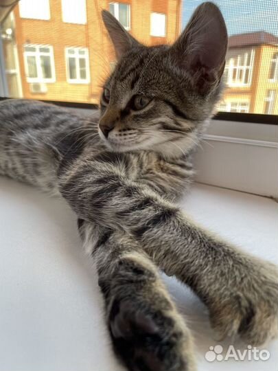 Отдам в хорошие руки котенка