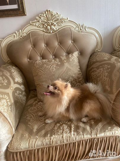 Померанский шпиц вязка кобель