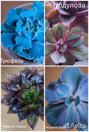 Кротоны. Пальма. Эчеверия. Бегония. Экзотические