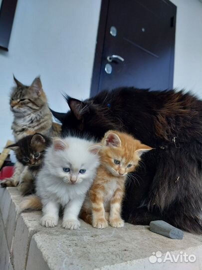 Котенок мальчик