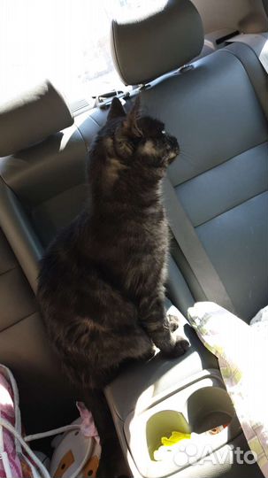 Потерялся кот