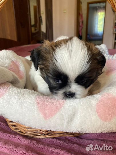 Щенки ши-тцу