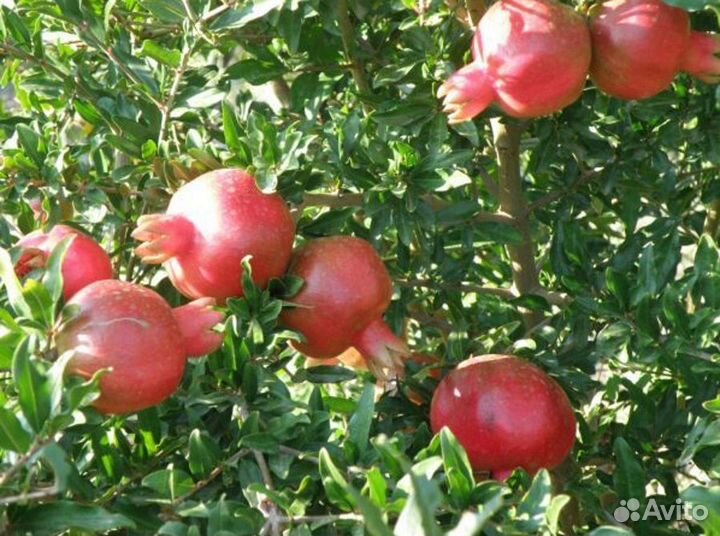 Гранат крупноплодный комнатный