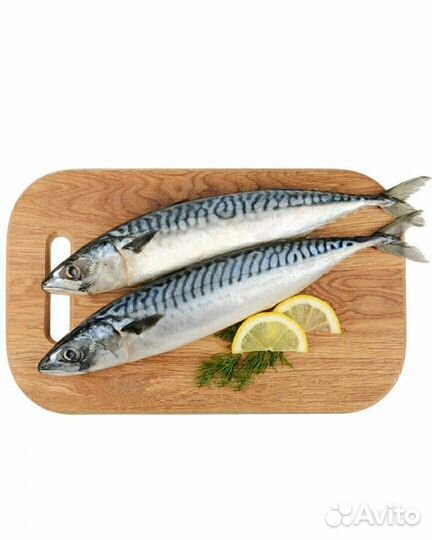 Скумбрия