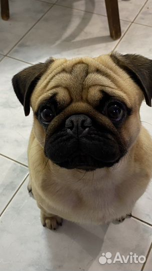 Вязка мопса