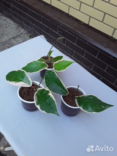 Комнатные растения цветы