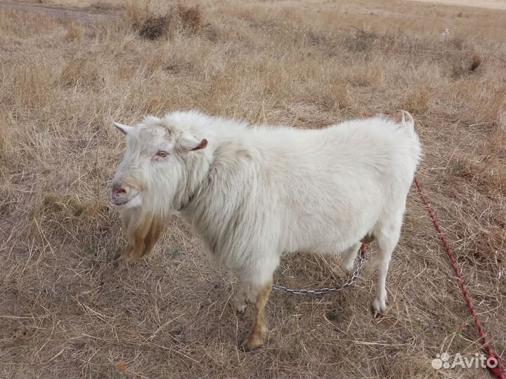 Козёл, и две козочки