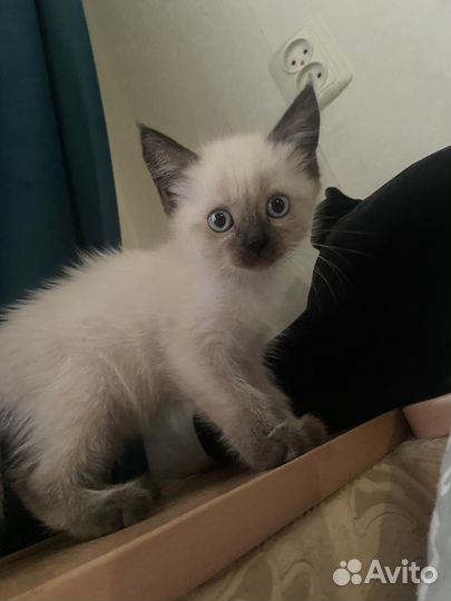 Сиамские котята